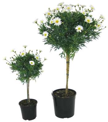 Margerit lat. Argyranthemum frutescens Uppstammad